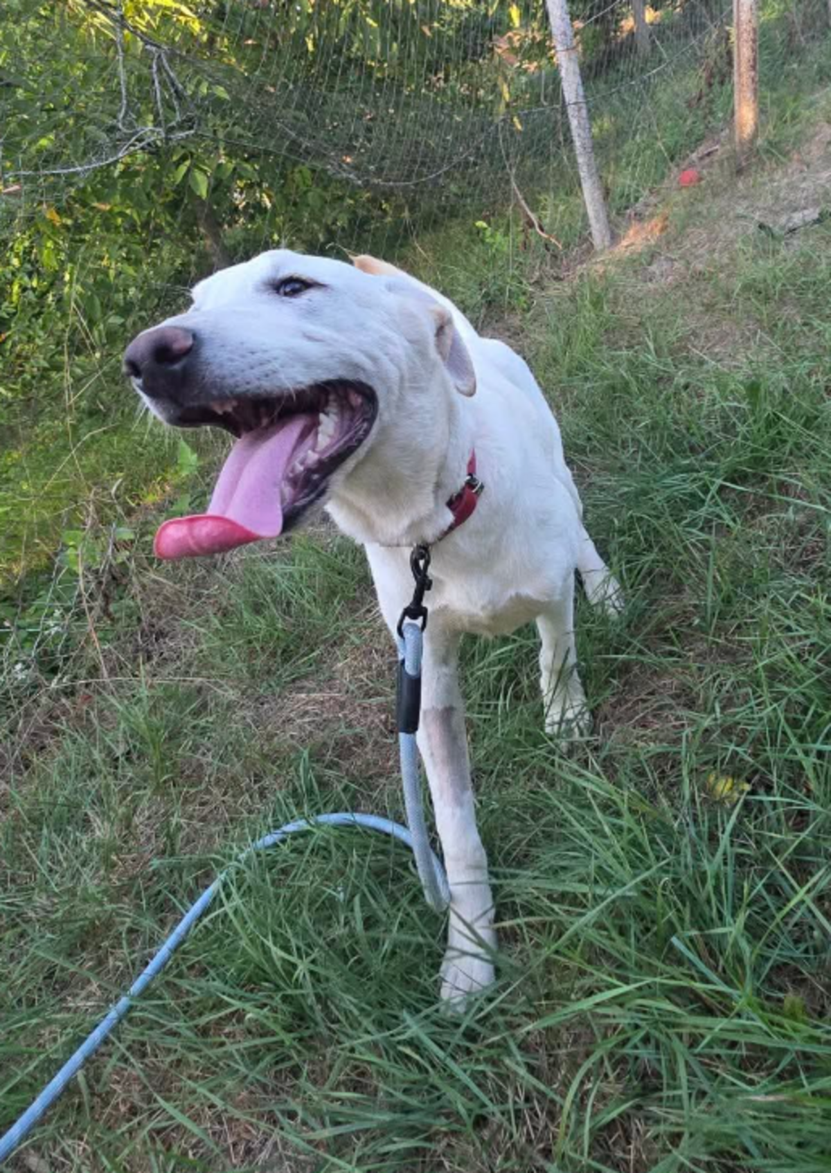 Adoption Jonas
