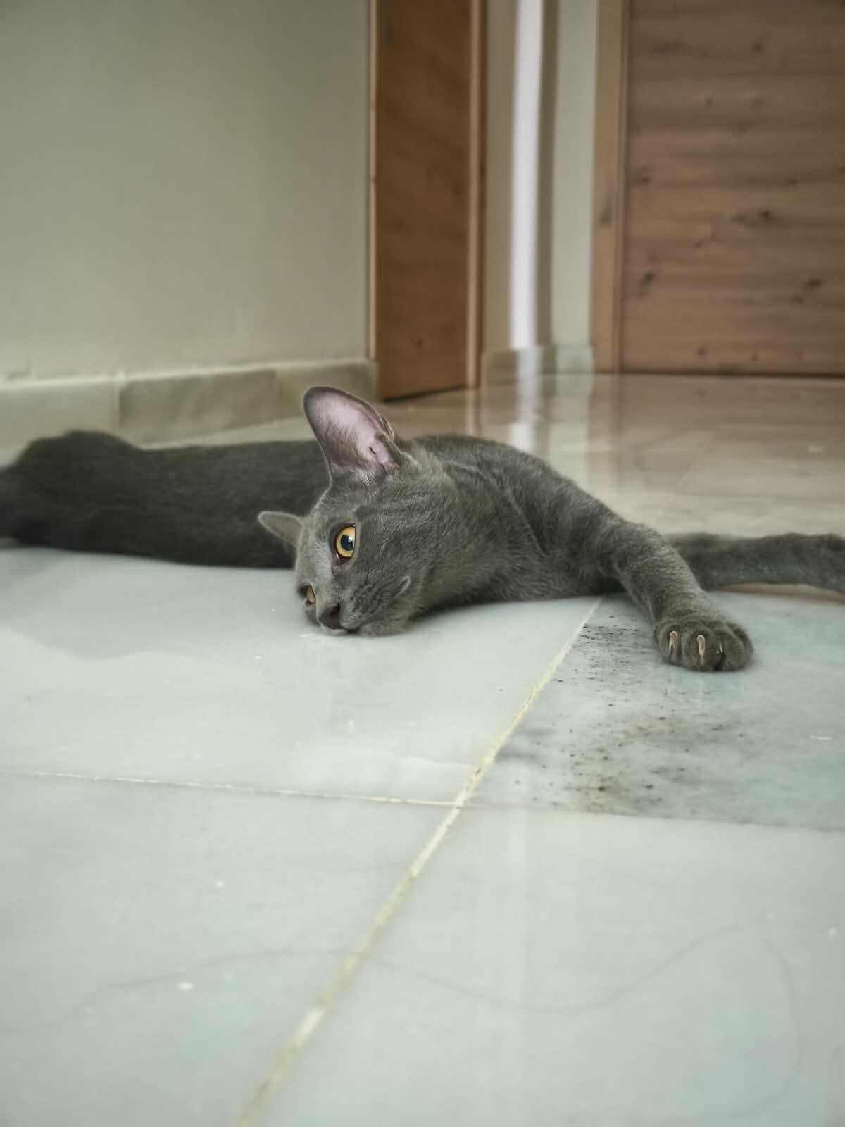 Adoption Nube