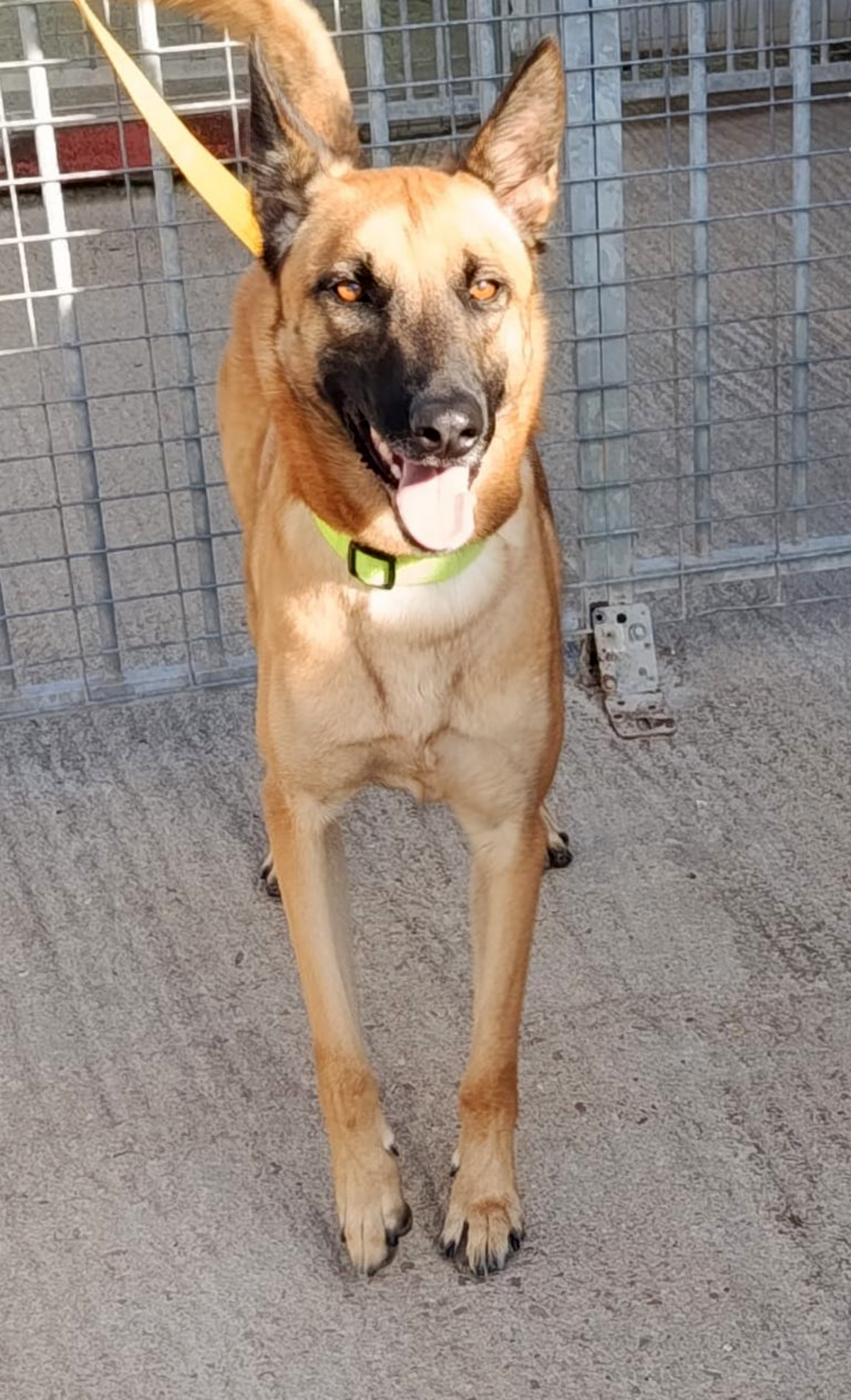 Adoption Ares