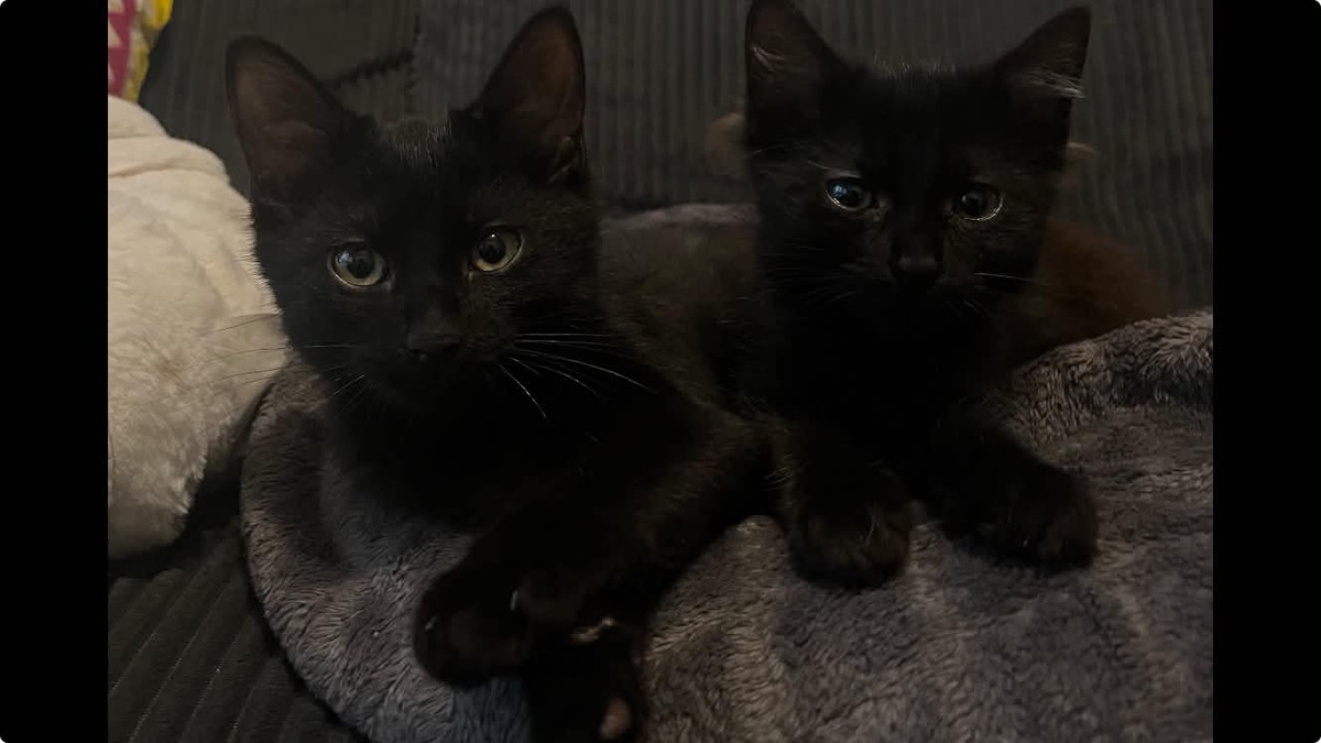 Adoption Pirouette & Tempête