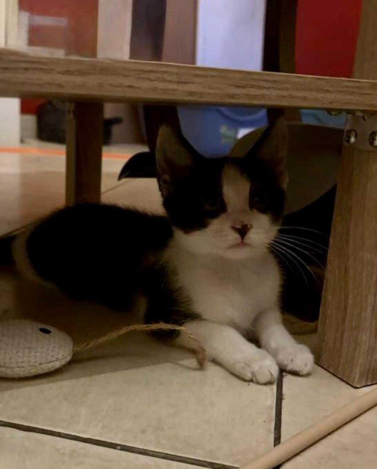 Adoption Charlot