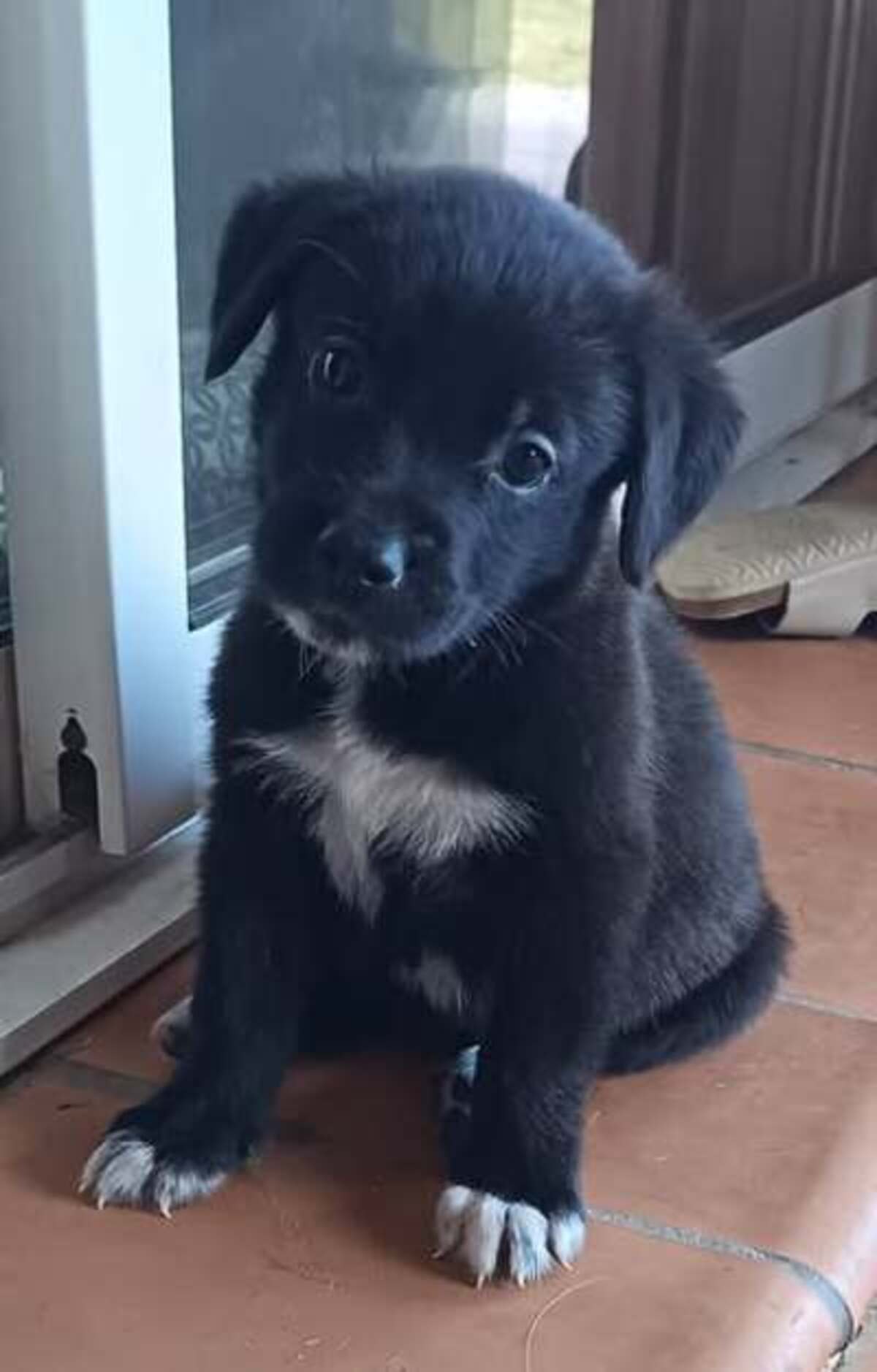 Adoption Tyson