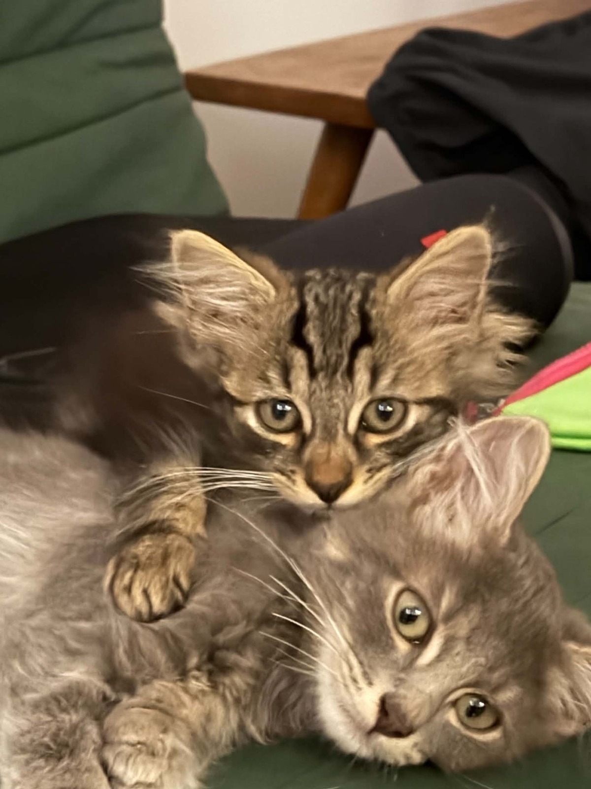 Adoption Jerôme