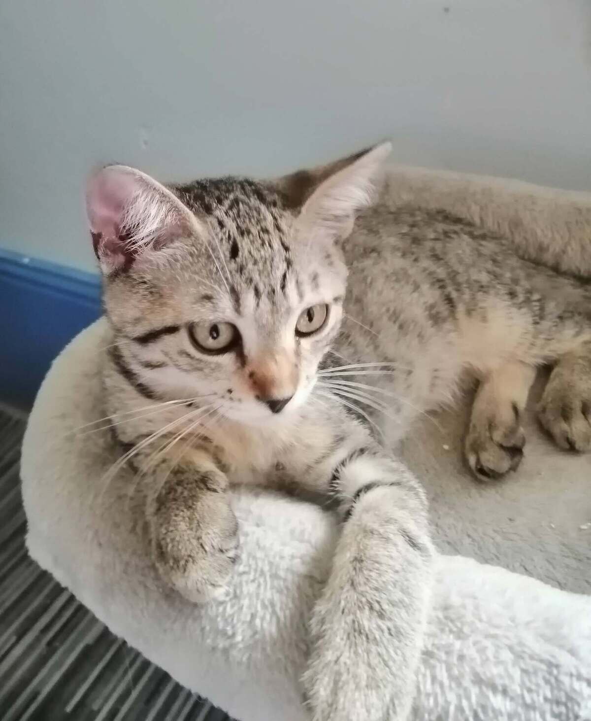 Adoption BELLA