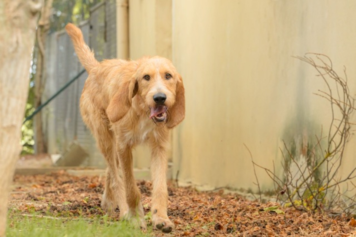 Adoption PLUTO