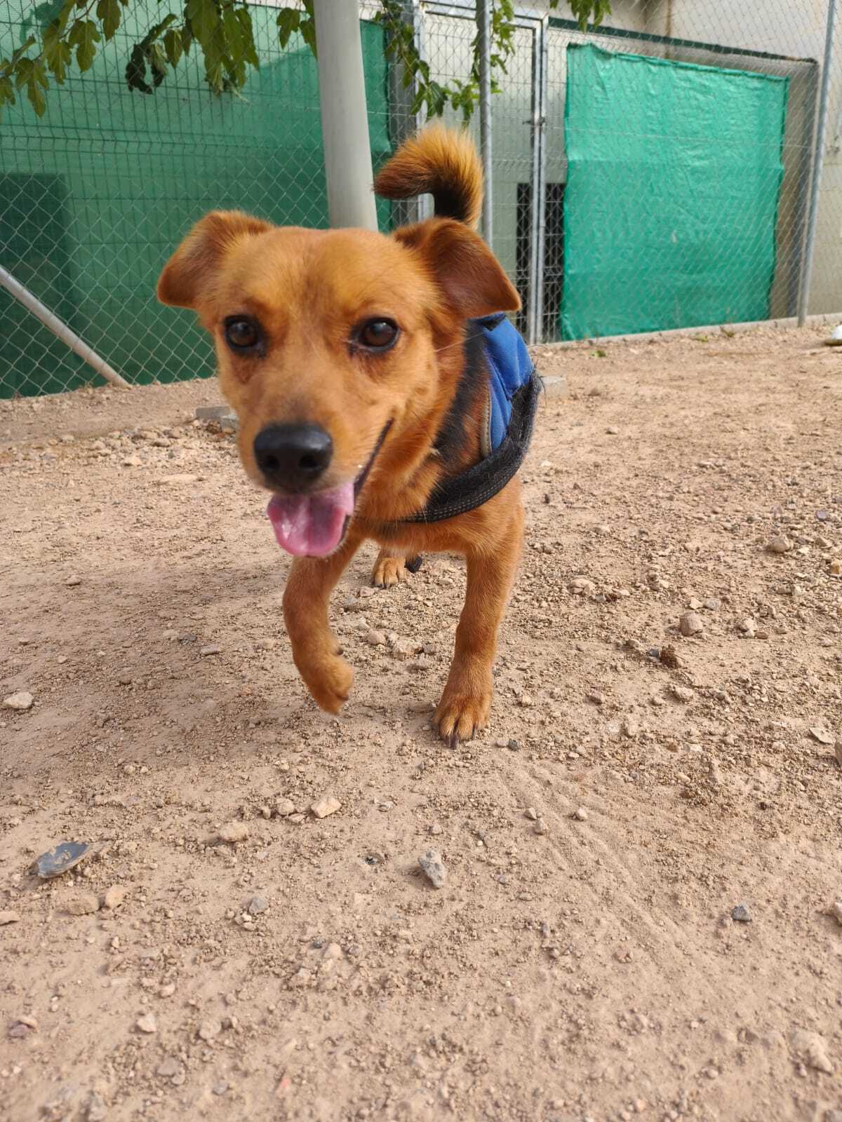 Adoption Bruno