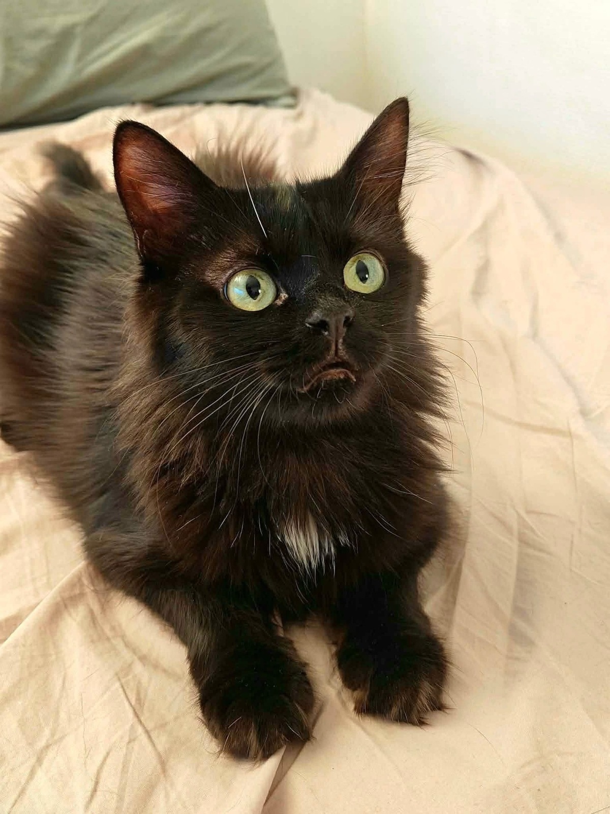 Adoption SODEBA