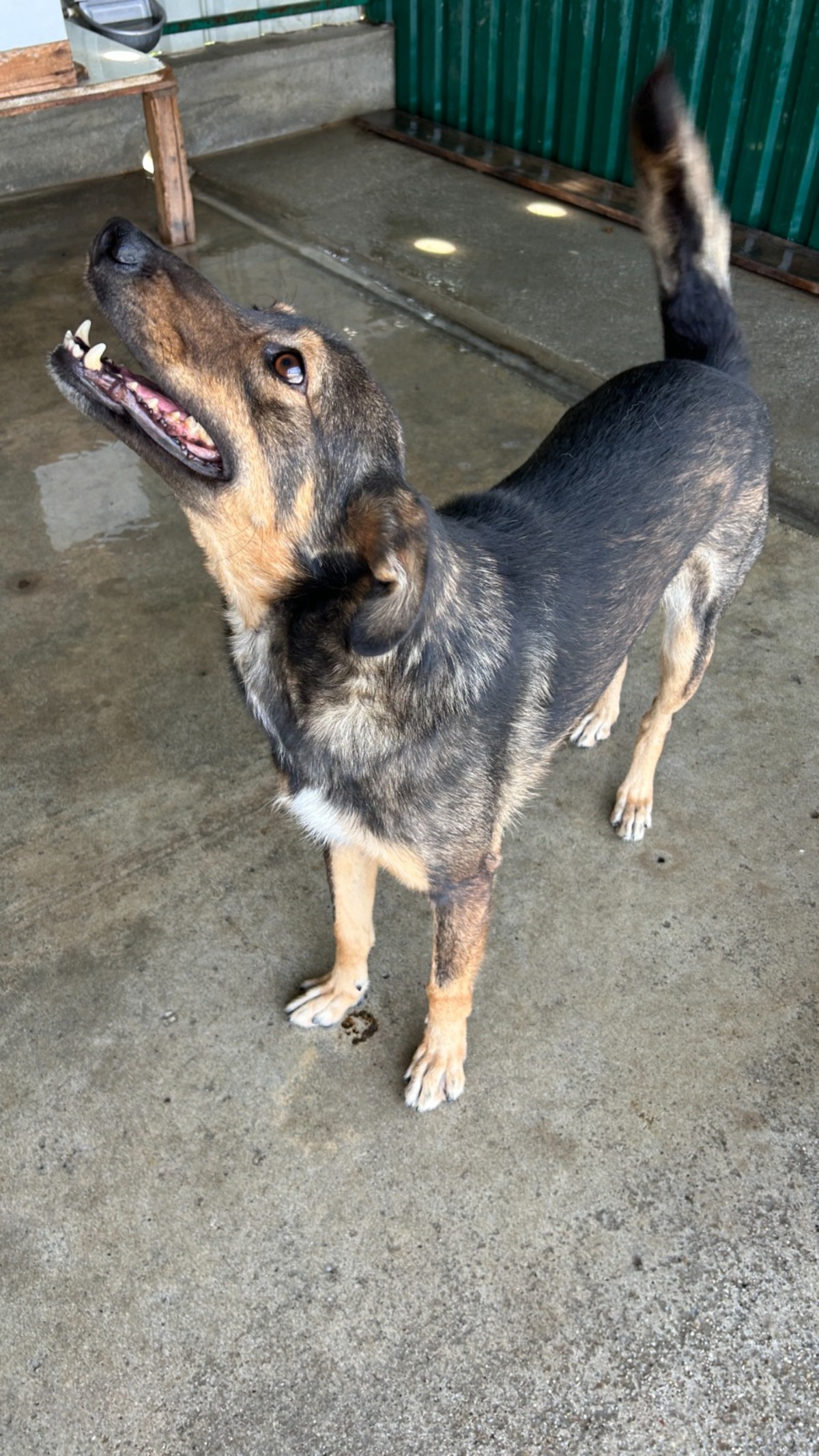 Adoption Mamica