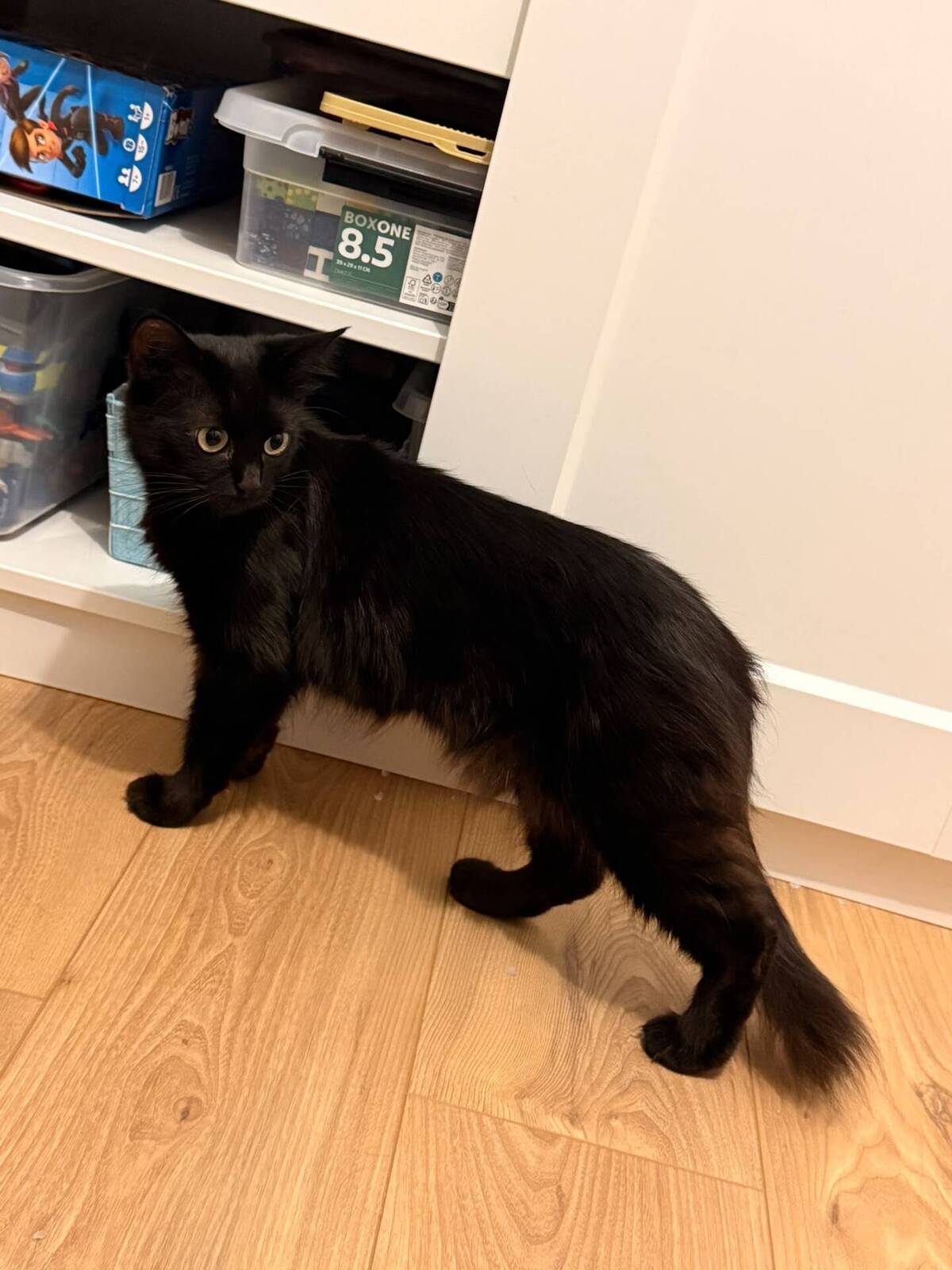 Adoption Cassie