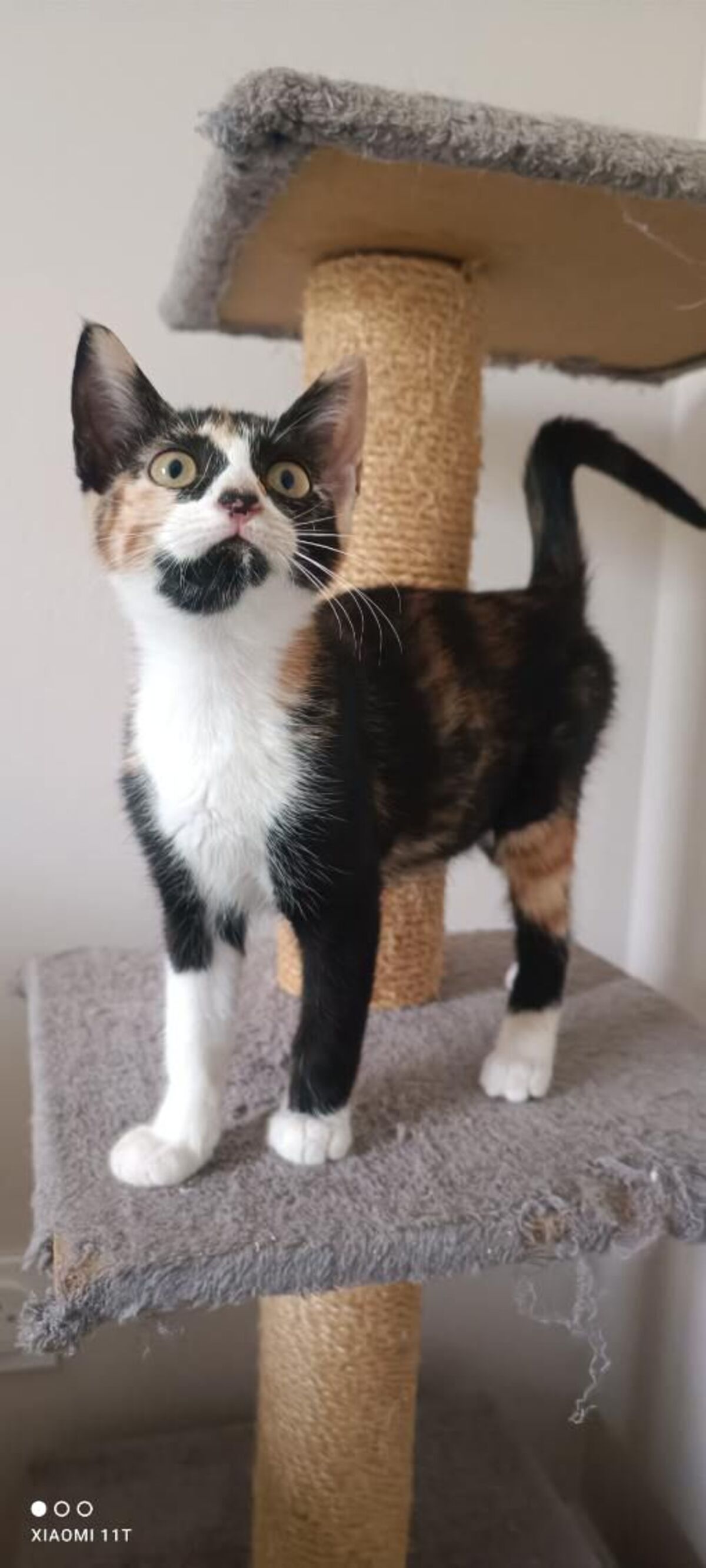 Adoption Bulle