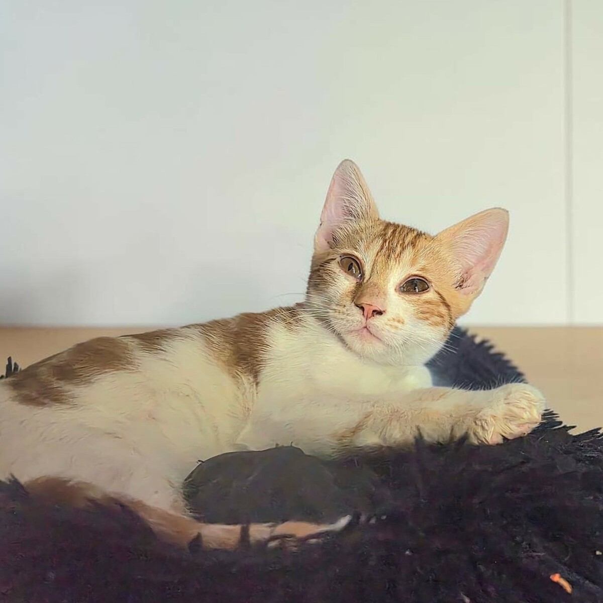 Adoption Gaston