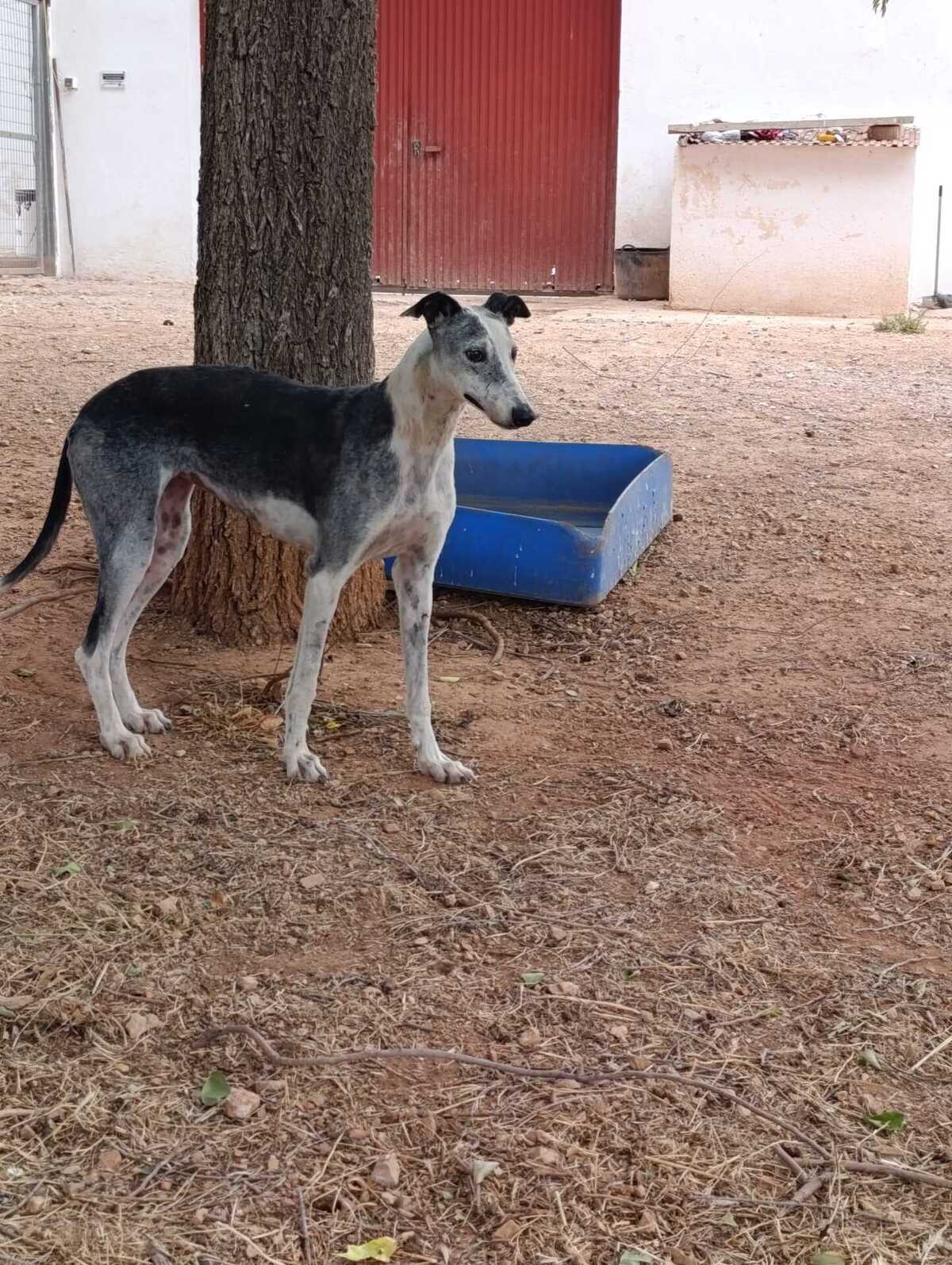 Adoption Cheni