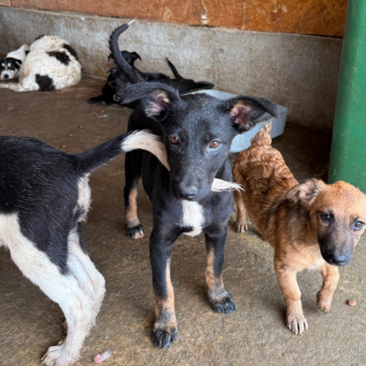 Adoption OYA