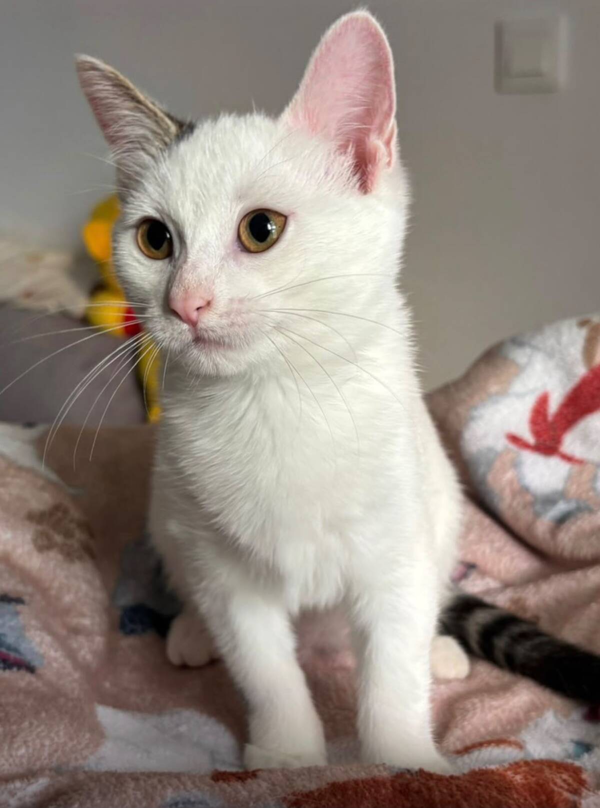 Adoption Perdita