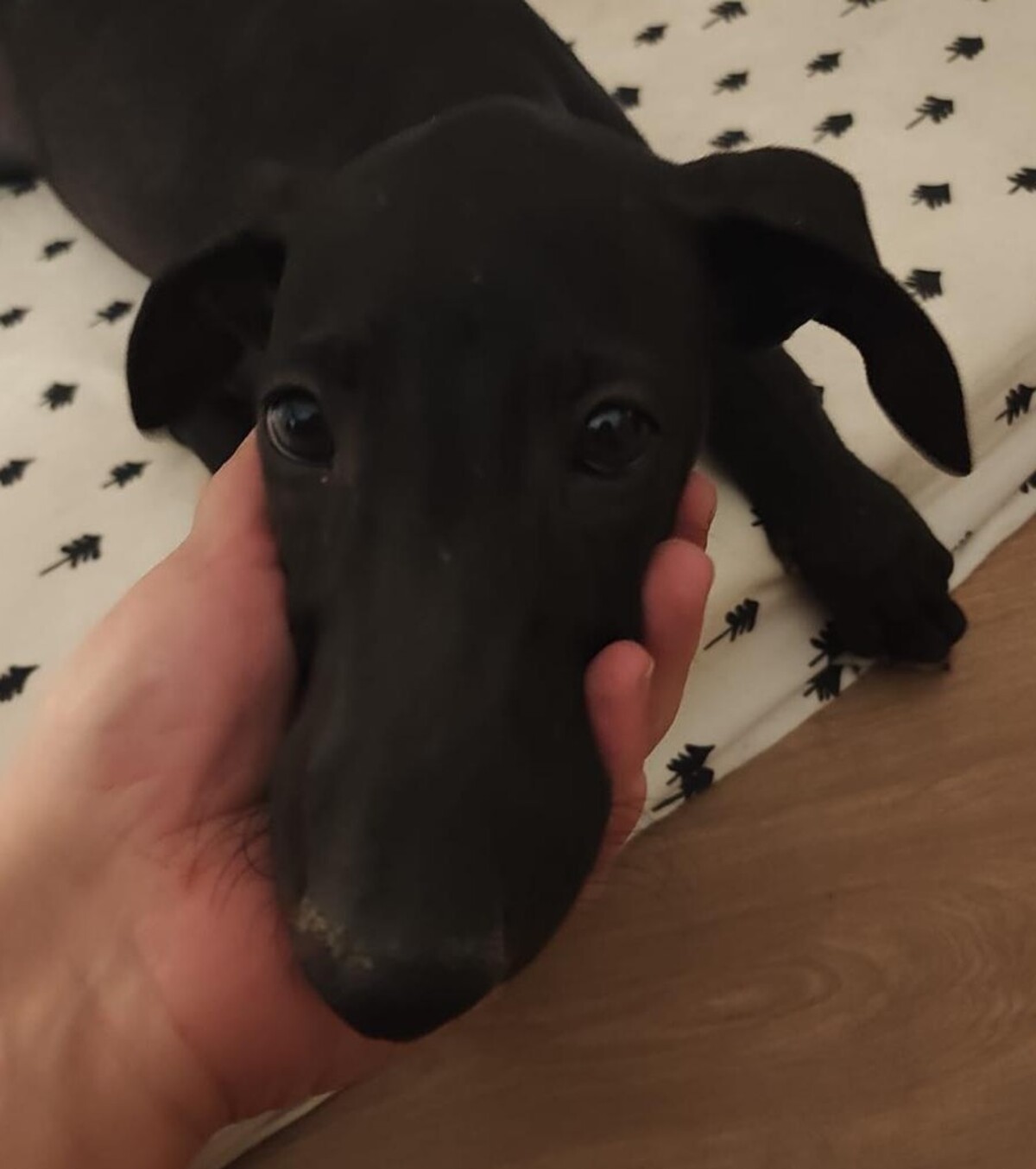 Adoption FERRAN