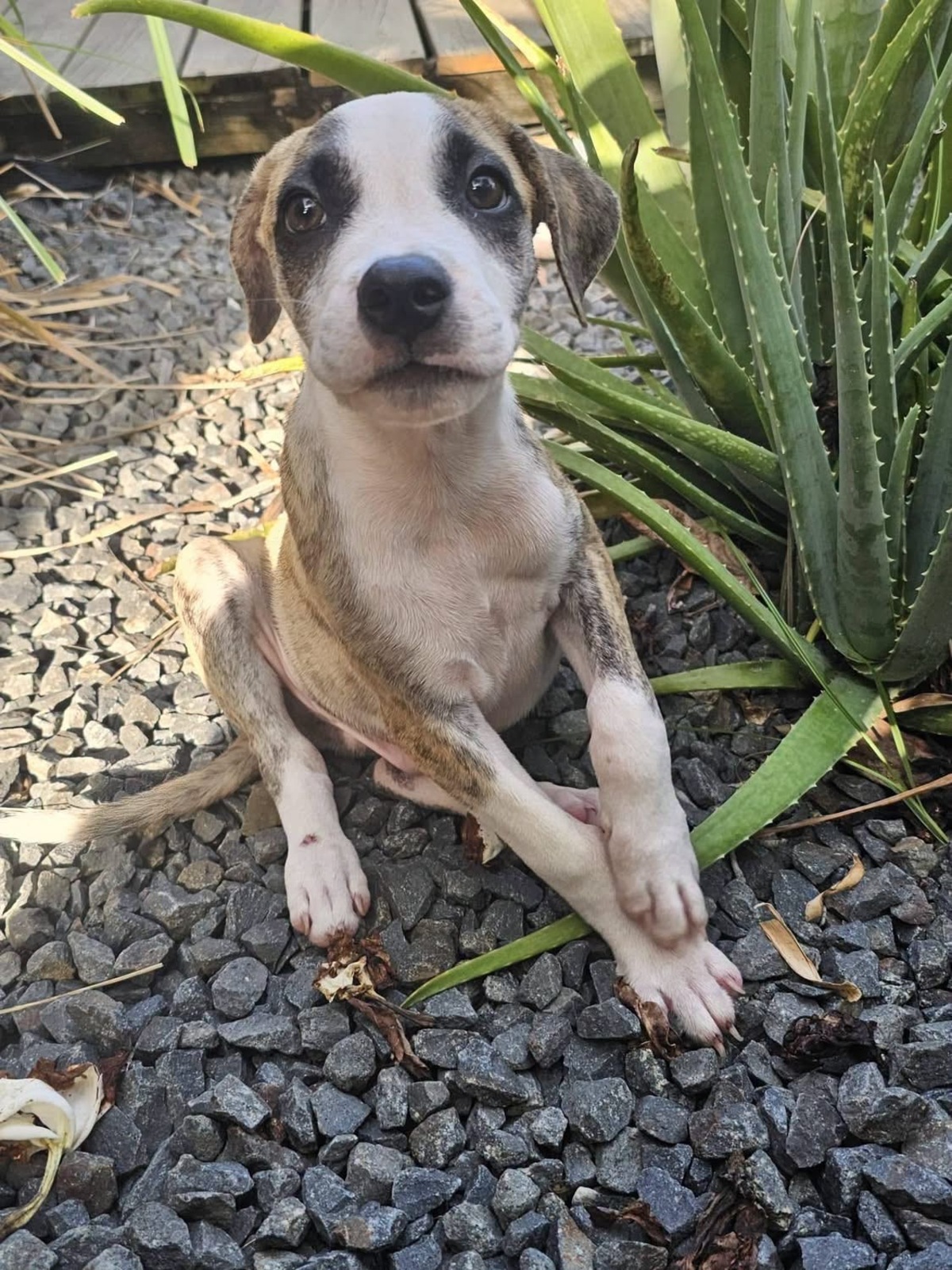 Adoption Sunrise
