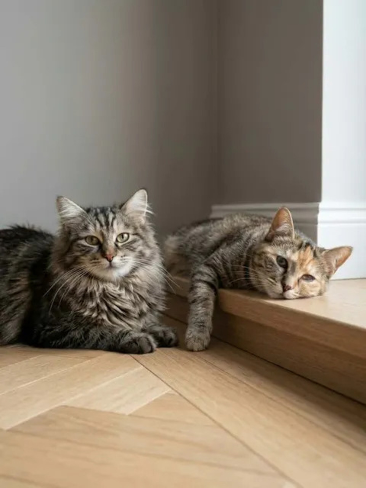 Adoption Mirabelle et Funny
