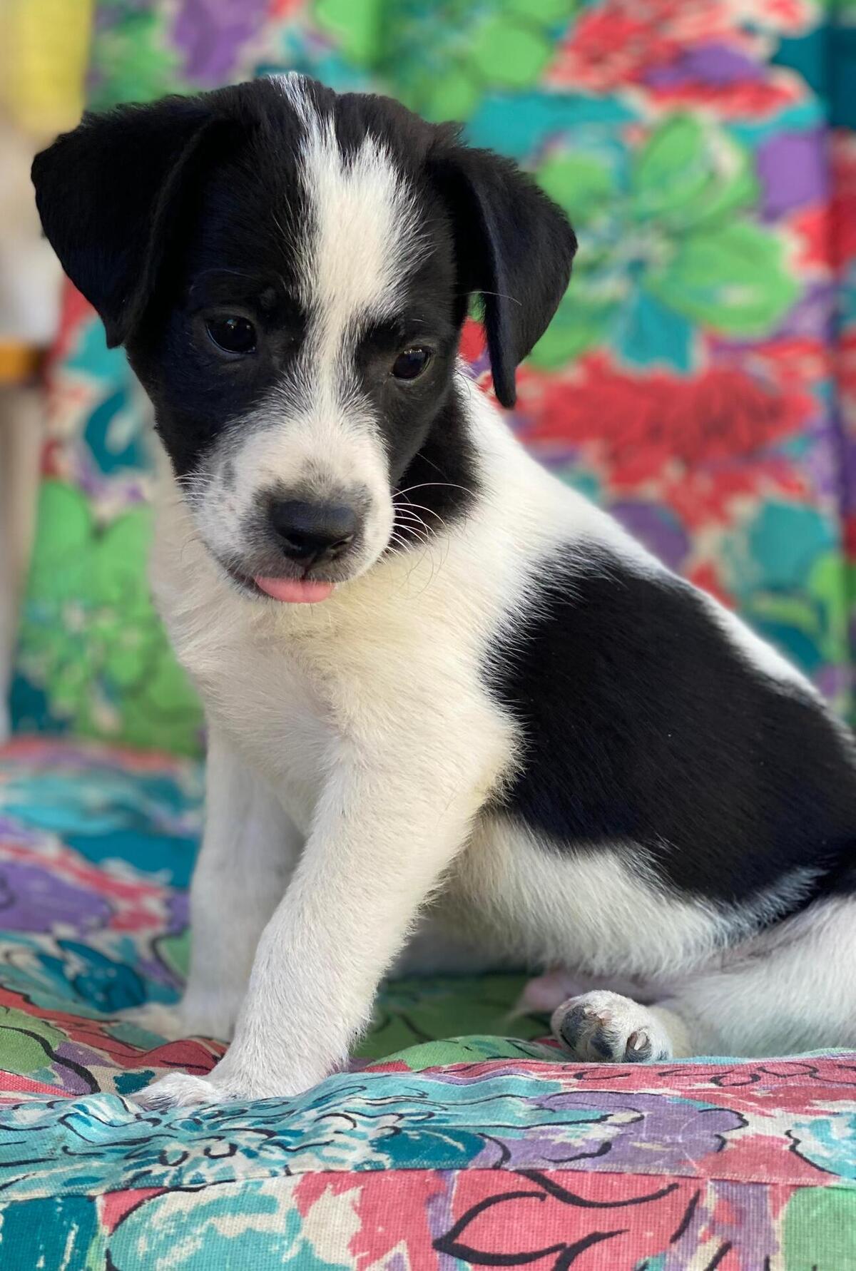 Adoption Lucke
