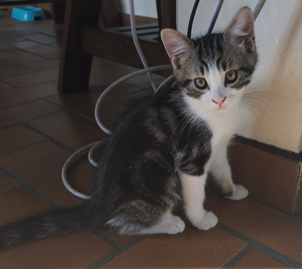 Adoption Bulle