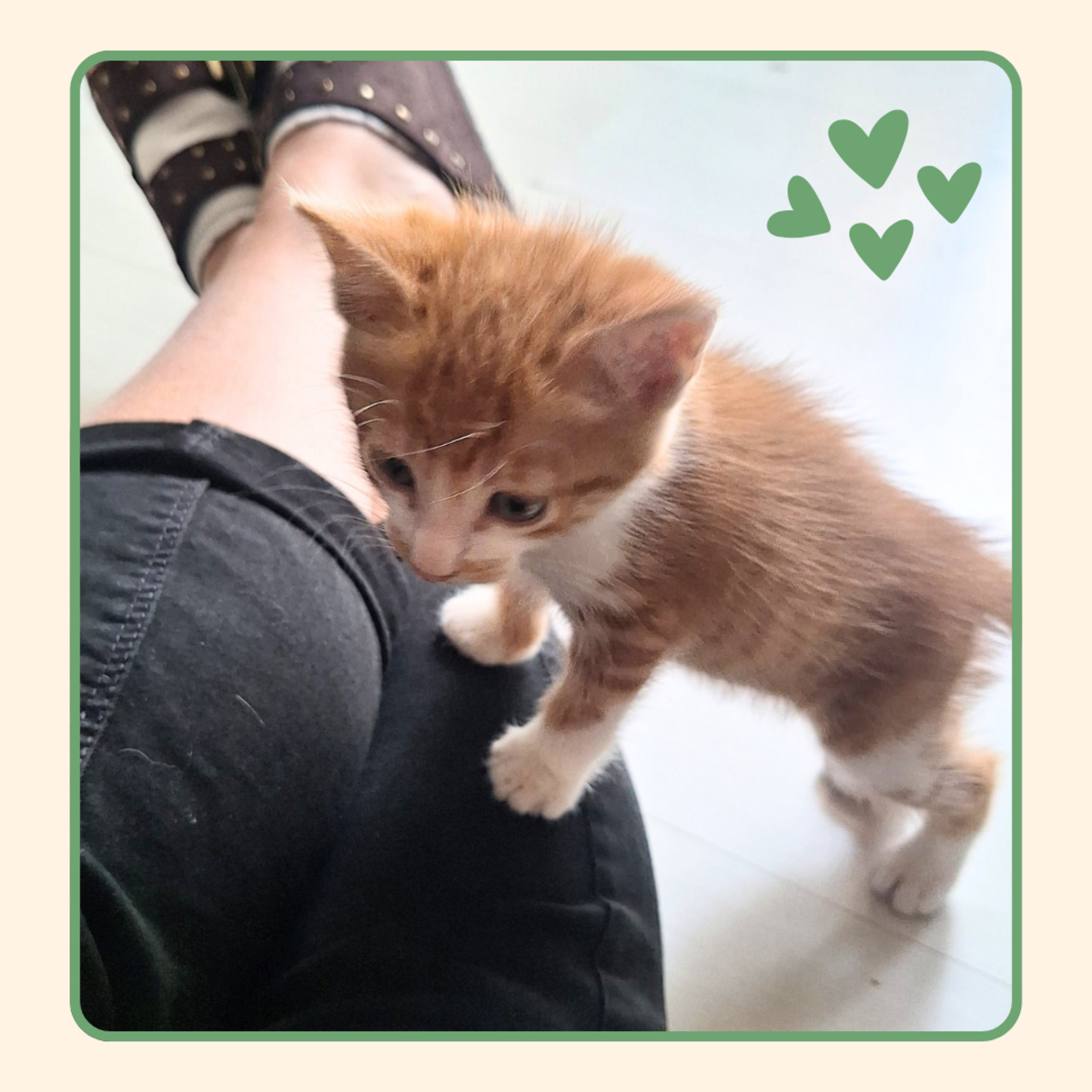 Adoption Ivar