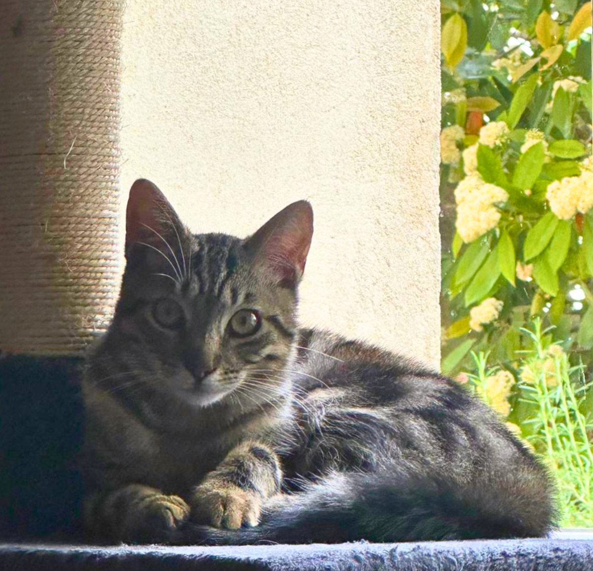 Adoption Simba