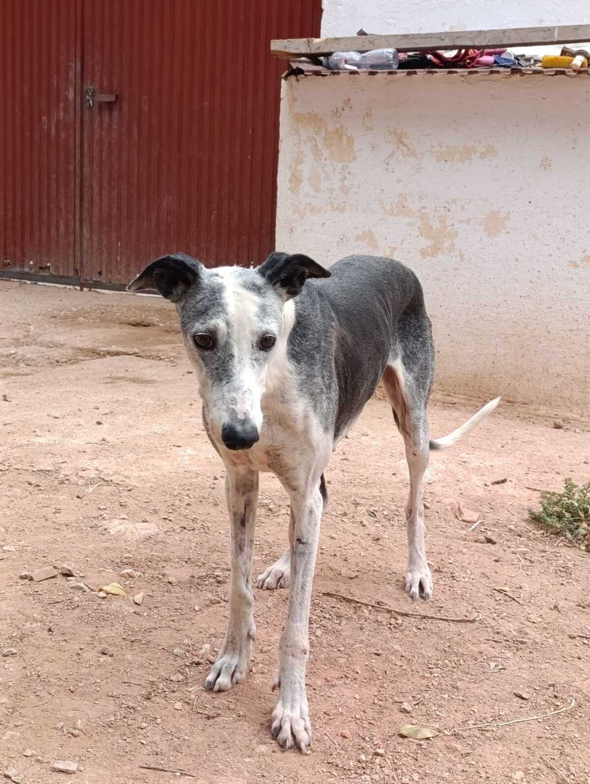 Adoption Cheni