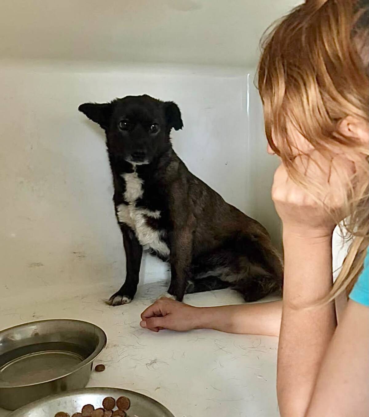 Adoption MIA