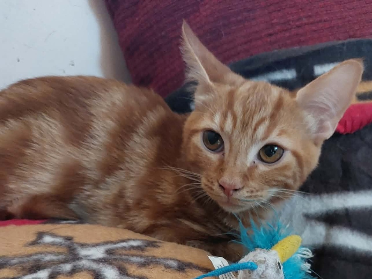 Adoption Babacool