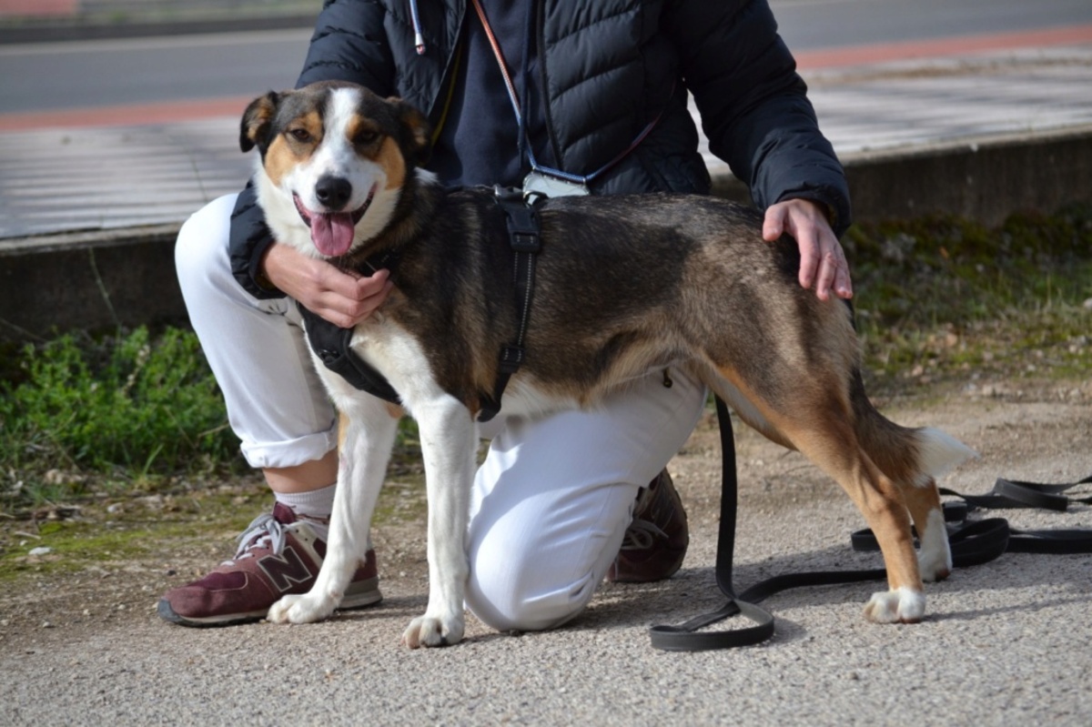 Adoption Mia