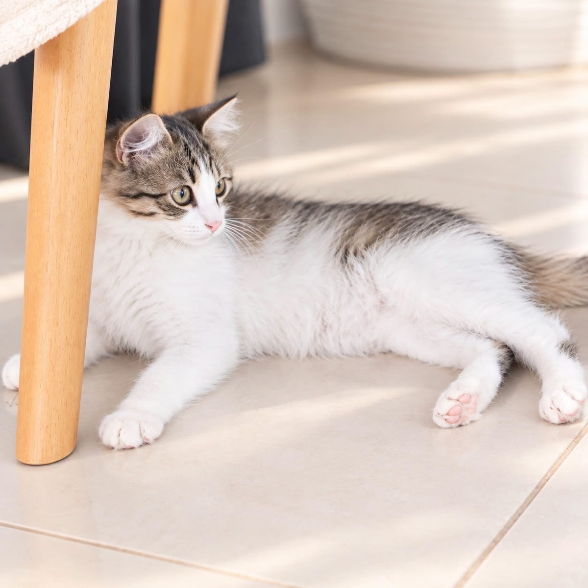 Adoption Plume