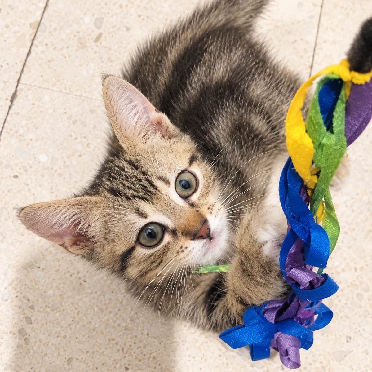 Adoption Rosie