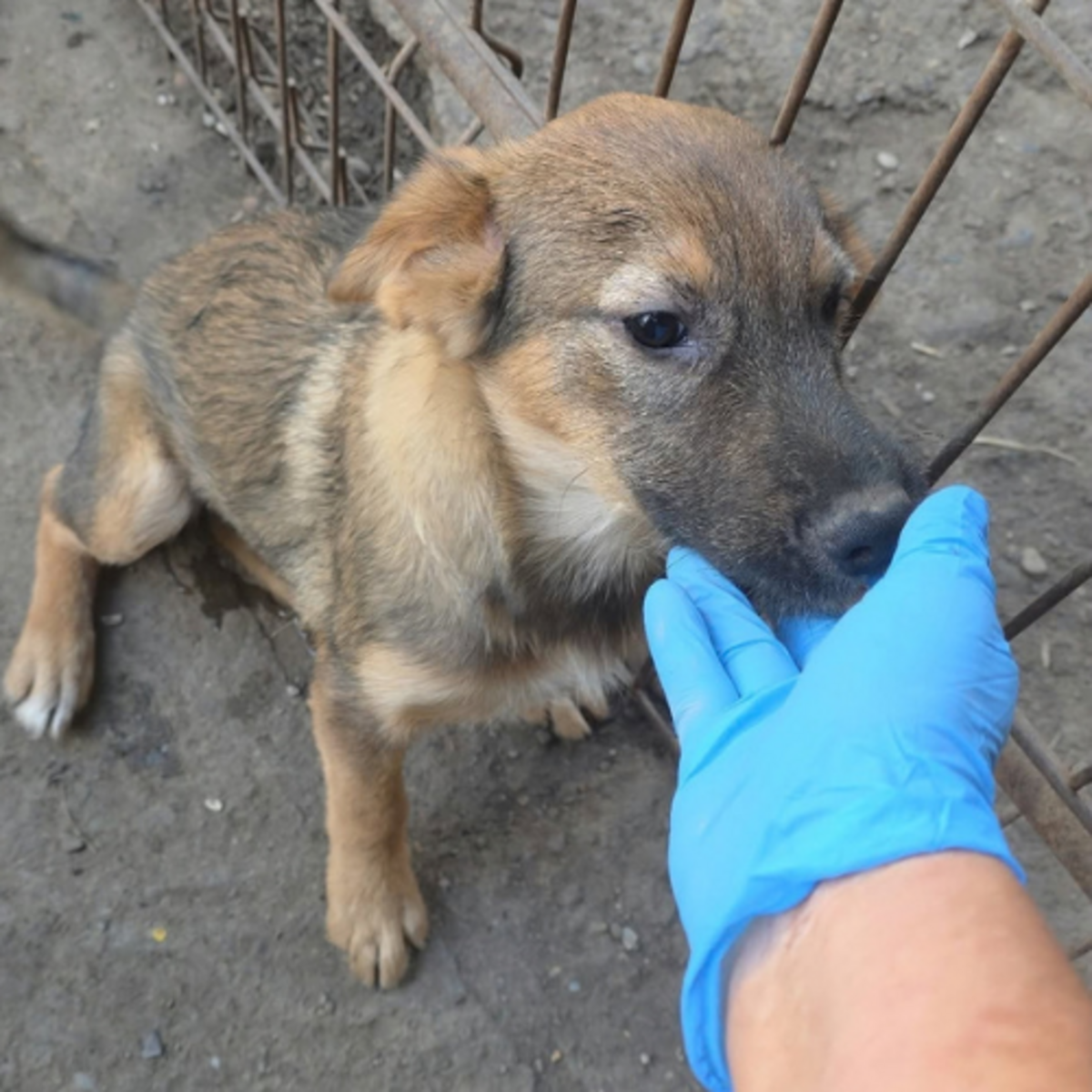 Adoption Taiss