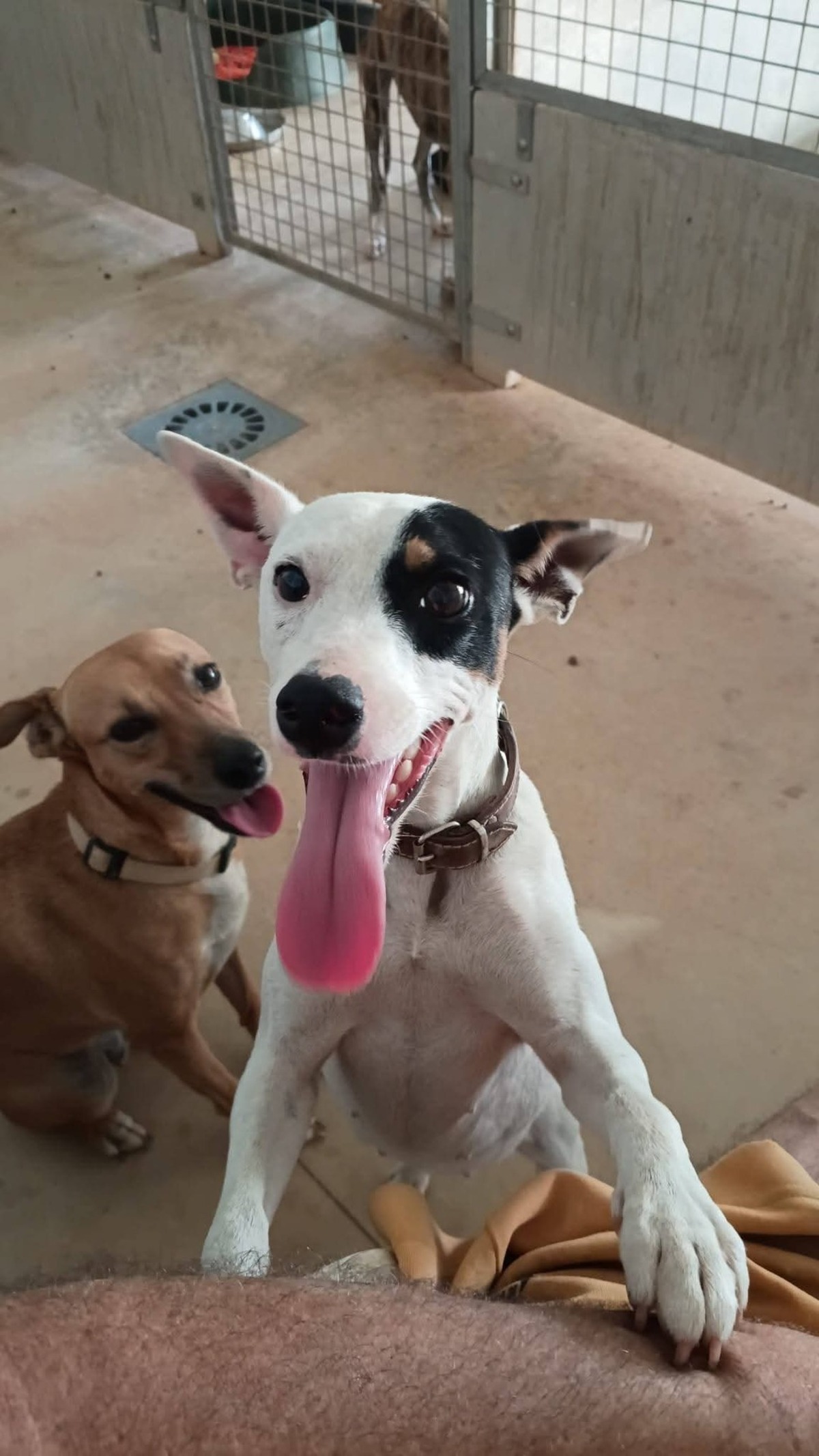 Adoption Paloma