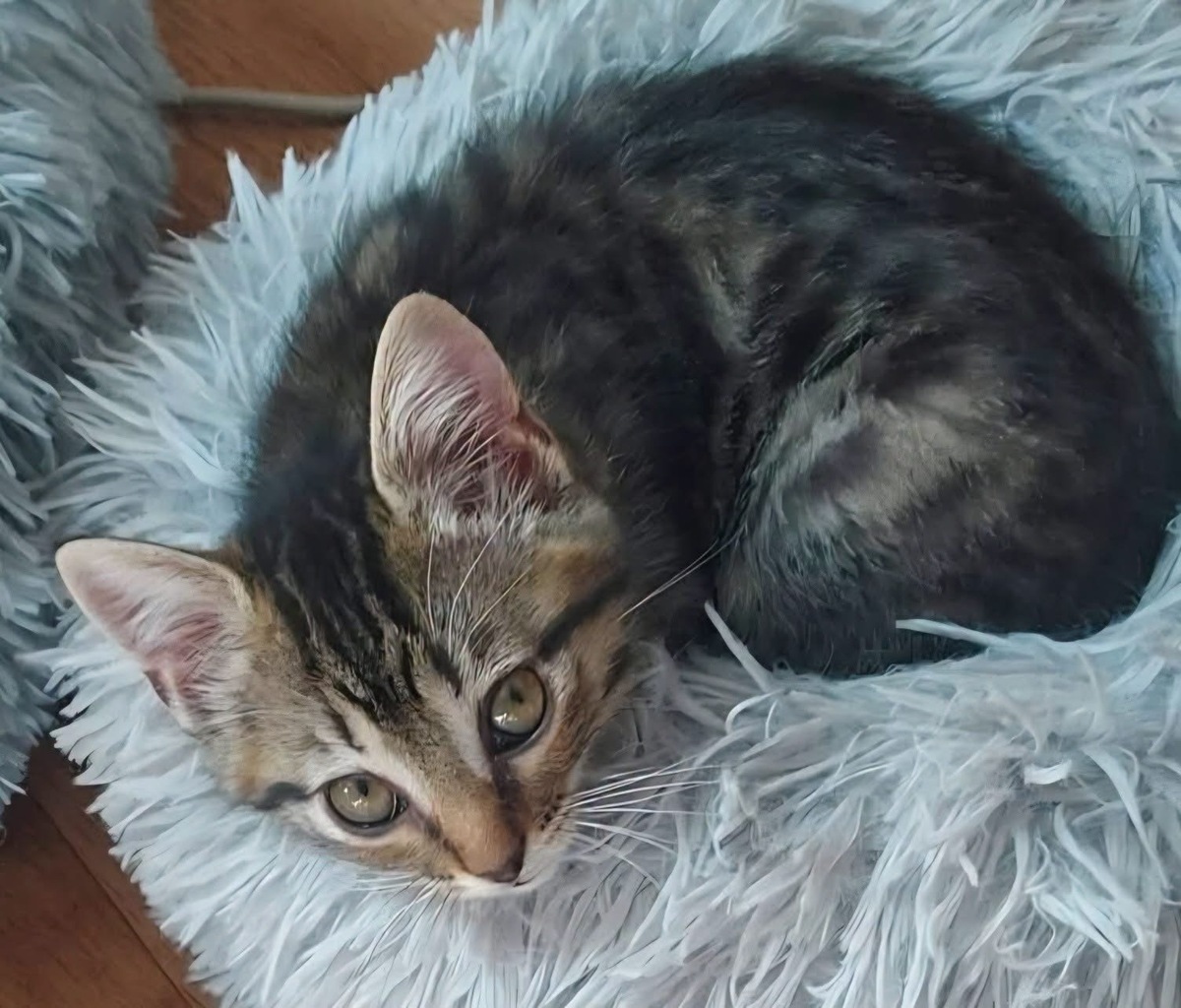 Adoption Sterenn 