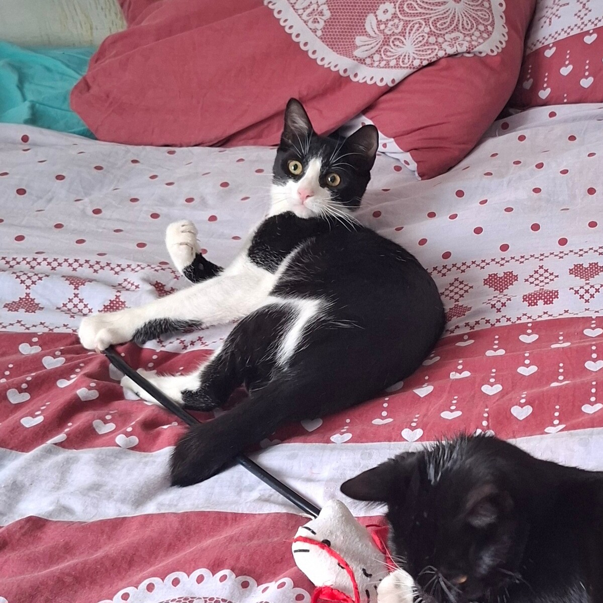 Adoption Bretzel