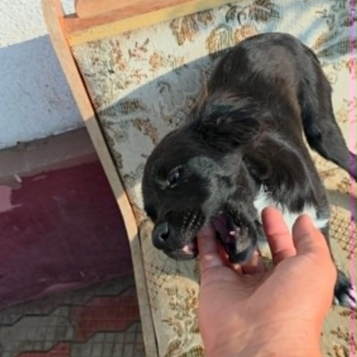Adoption LOTTO