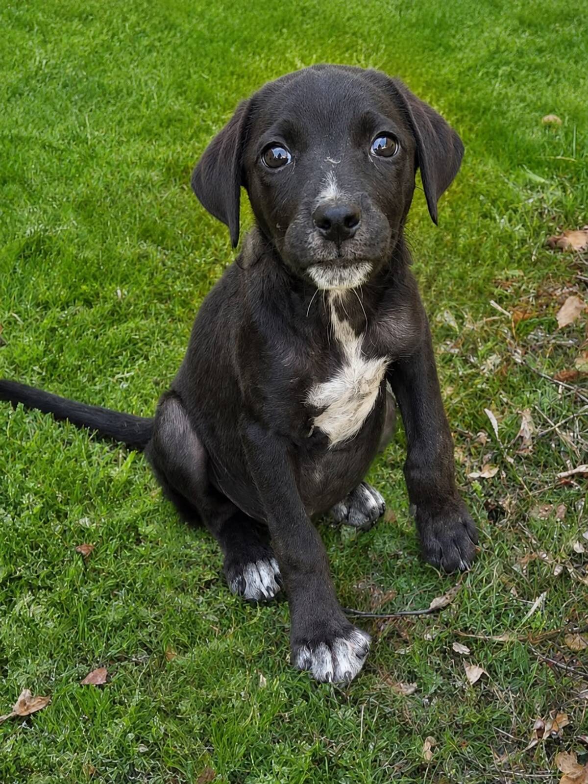Adoption Yuko