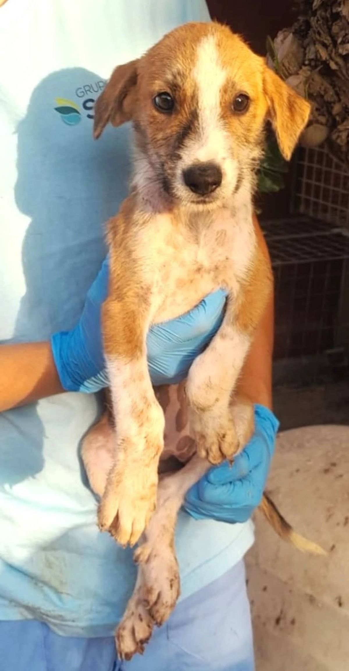 Adoption Praline