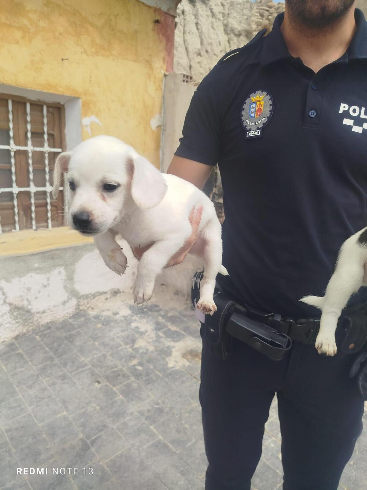 Adoption Lucky