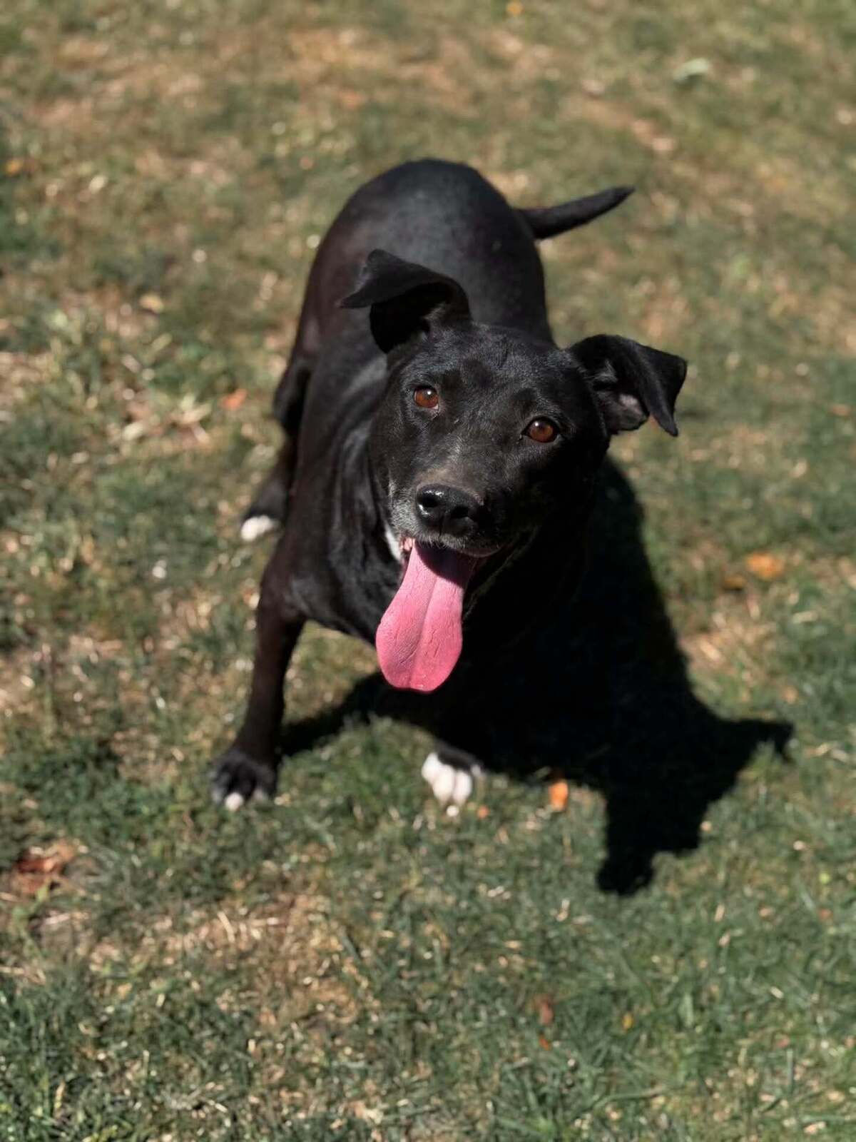 Adoption Eclips