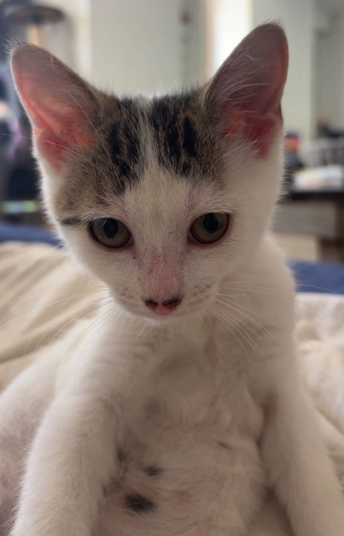Adoption Asha