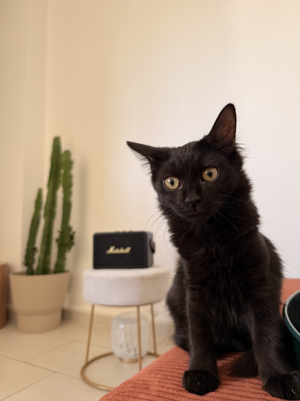 Adoption Tiana