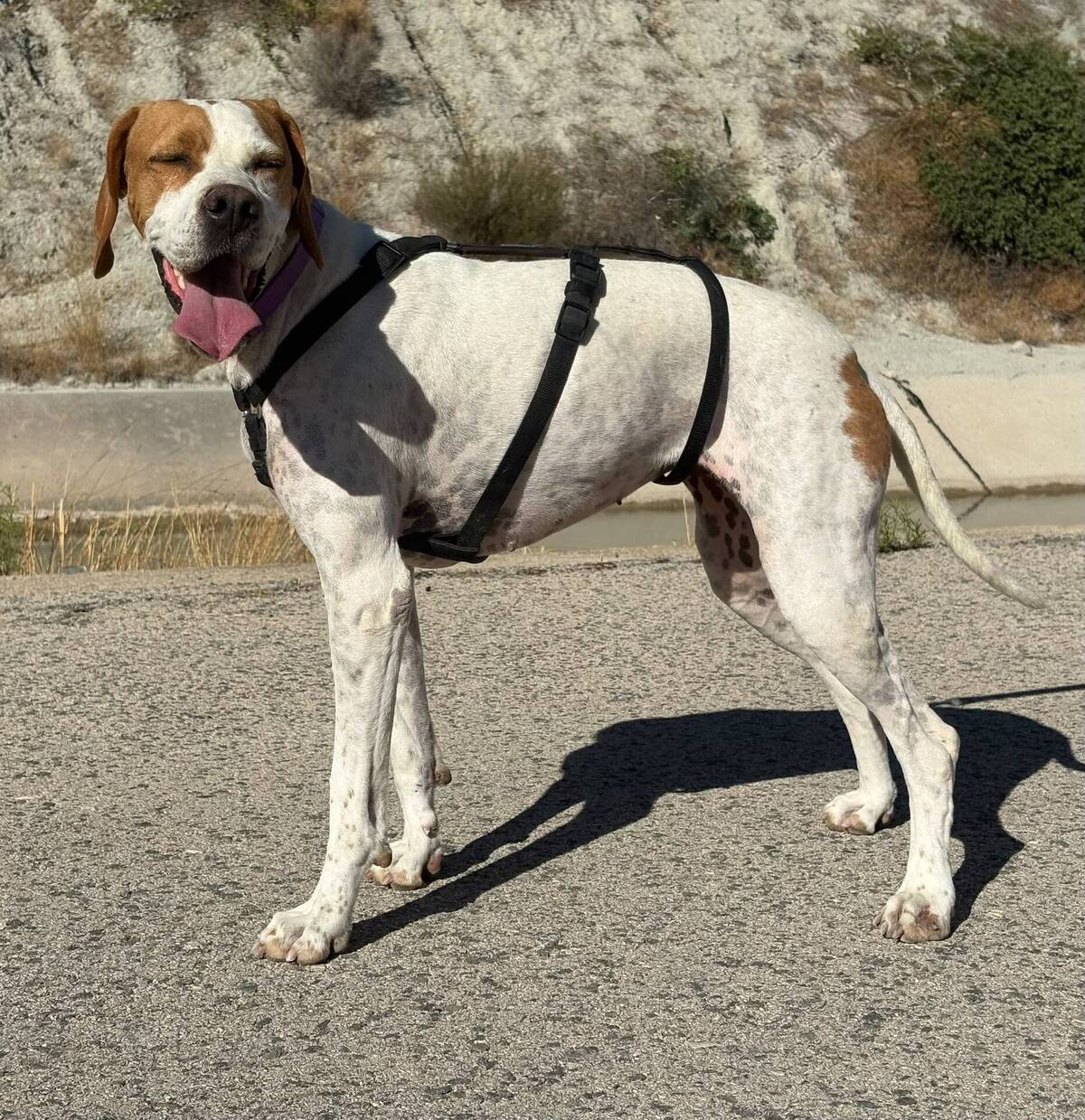 Adoption Ellie