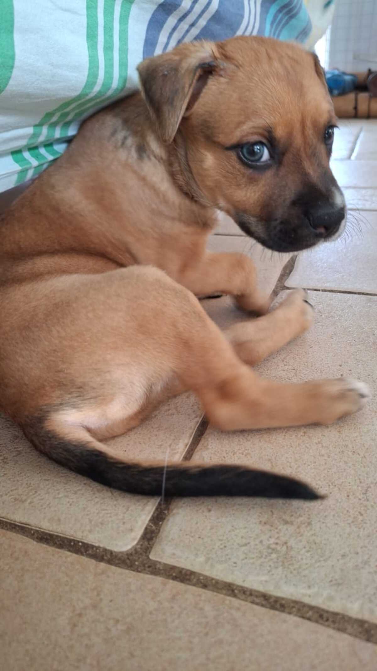Adoption Tikos