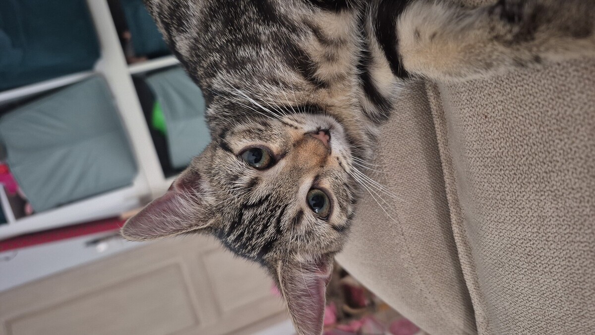 Adoption Chloé