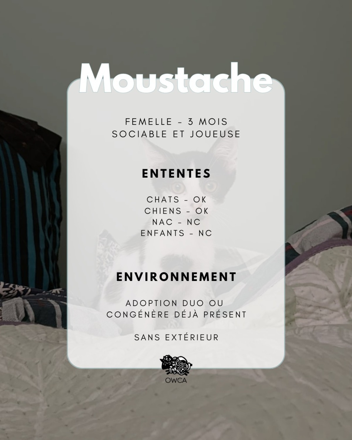 Adoption Moustache