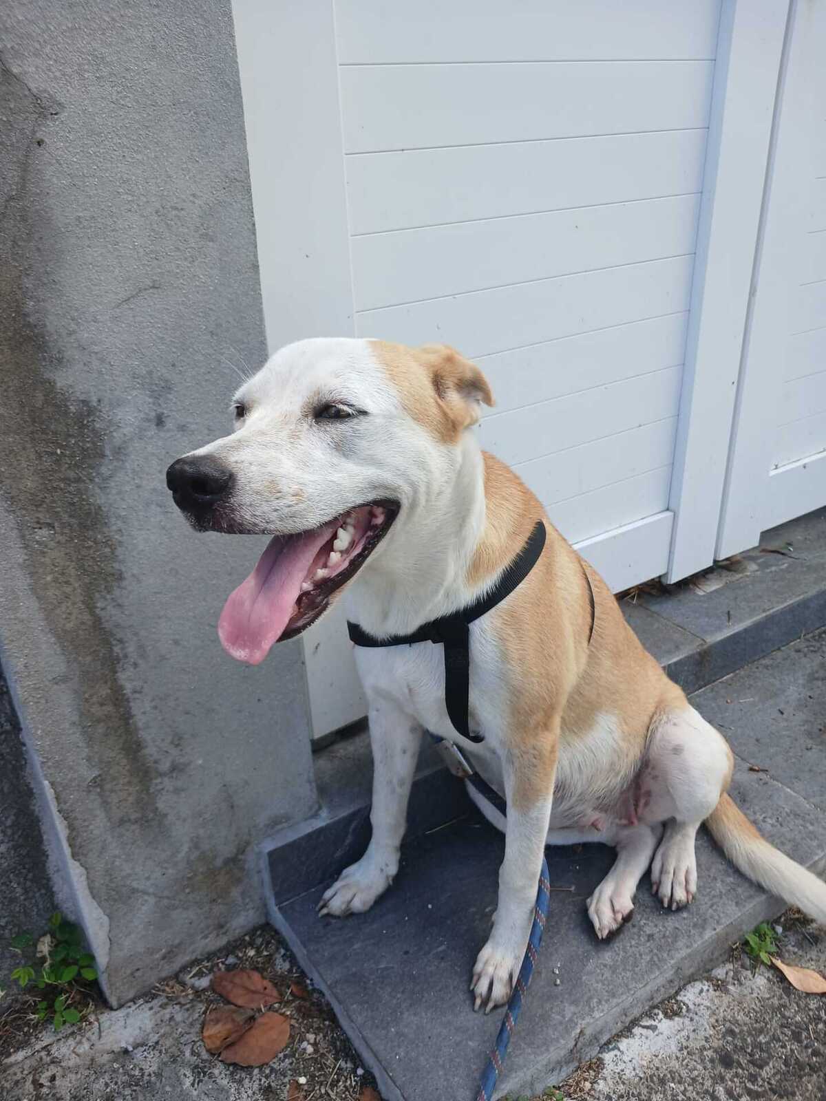 Adoption Alba