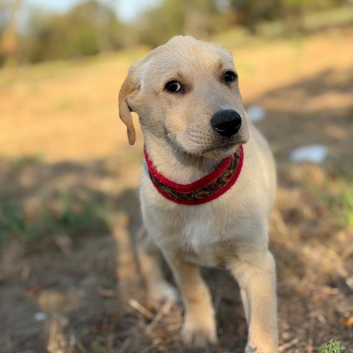 Adoption MACELA