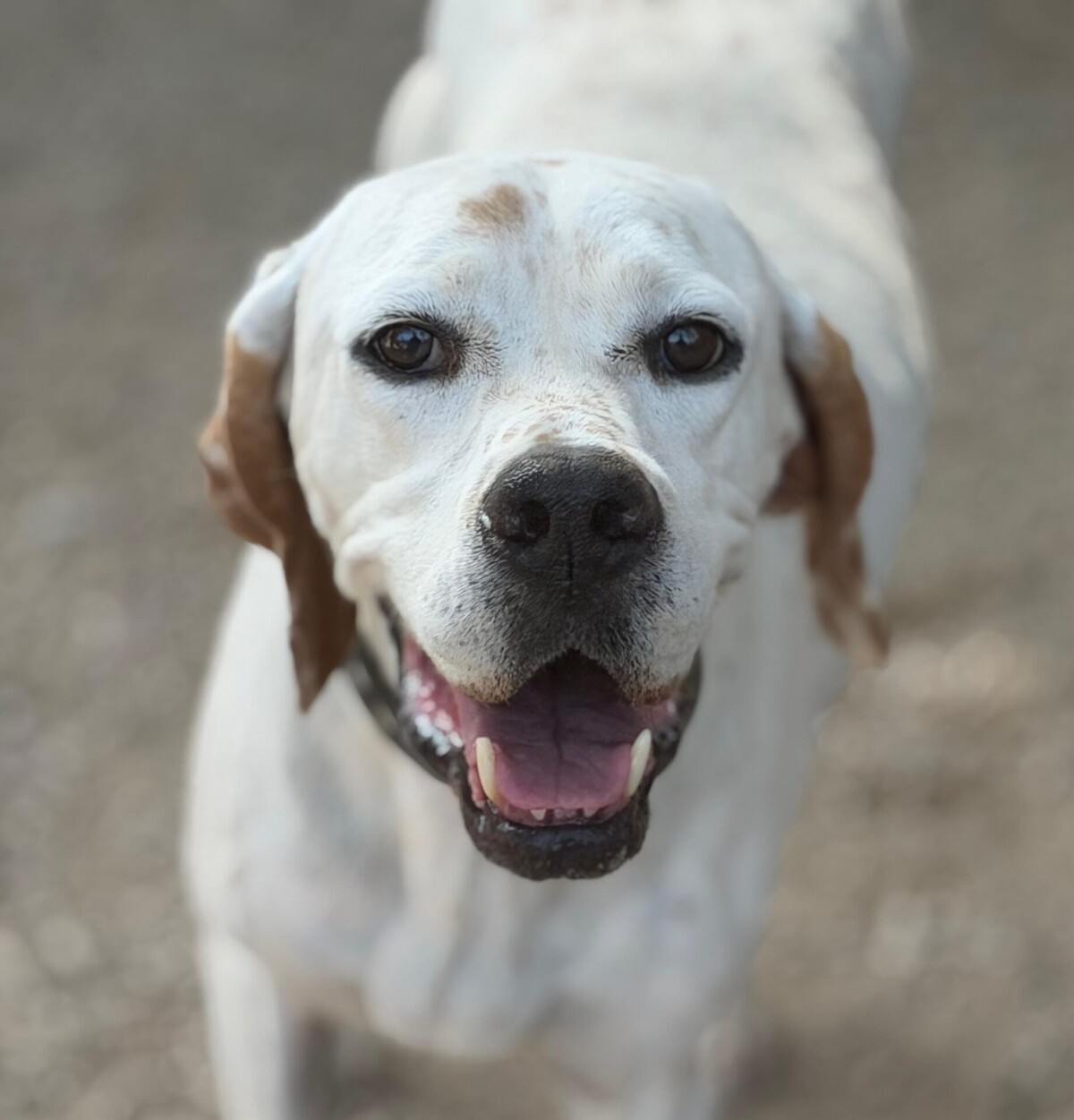 Adoption Blanquita