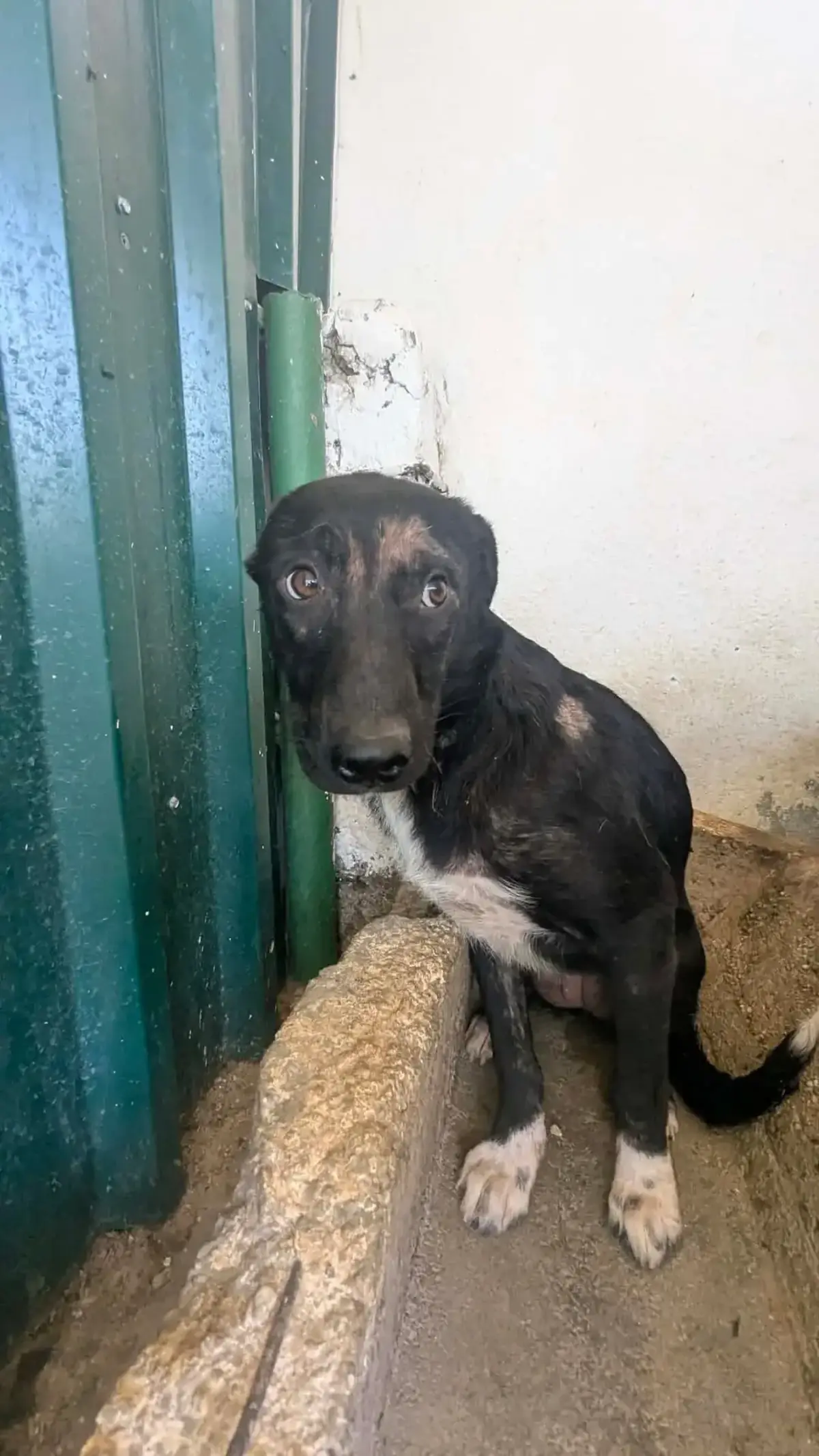 Adoption Astrid